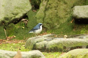 Siberian Blue Robin 石川県 Wed, 4/27/2022