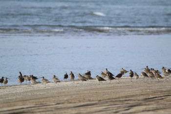 Eurasian Whimbrel 石川県 Mon, 4/25/2022