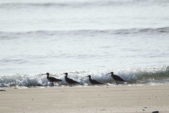 チュウシャクシギ 石川県 2022年4月25日(月)