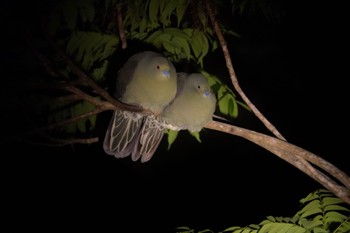 Ryukyu Green Pigeon Amami Island(General) Tue, 4/5/2022