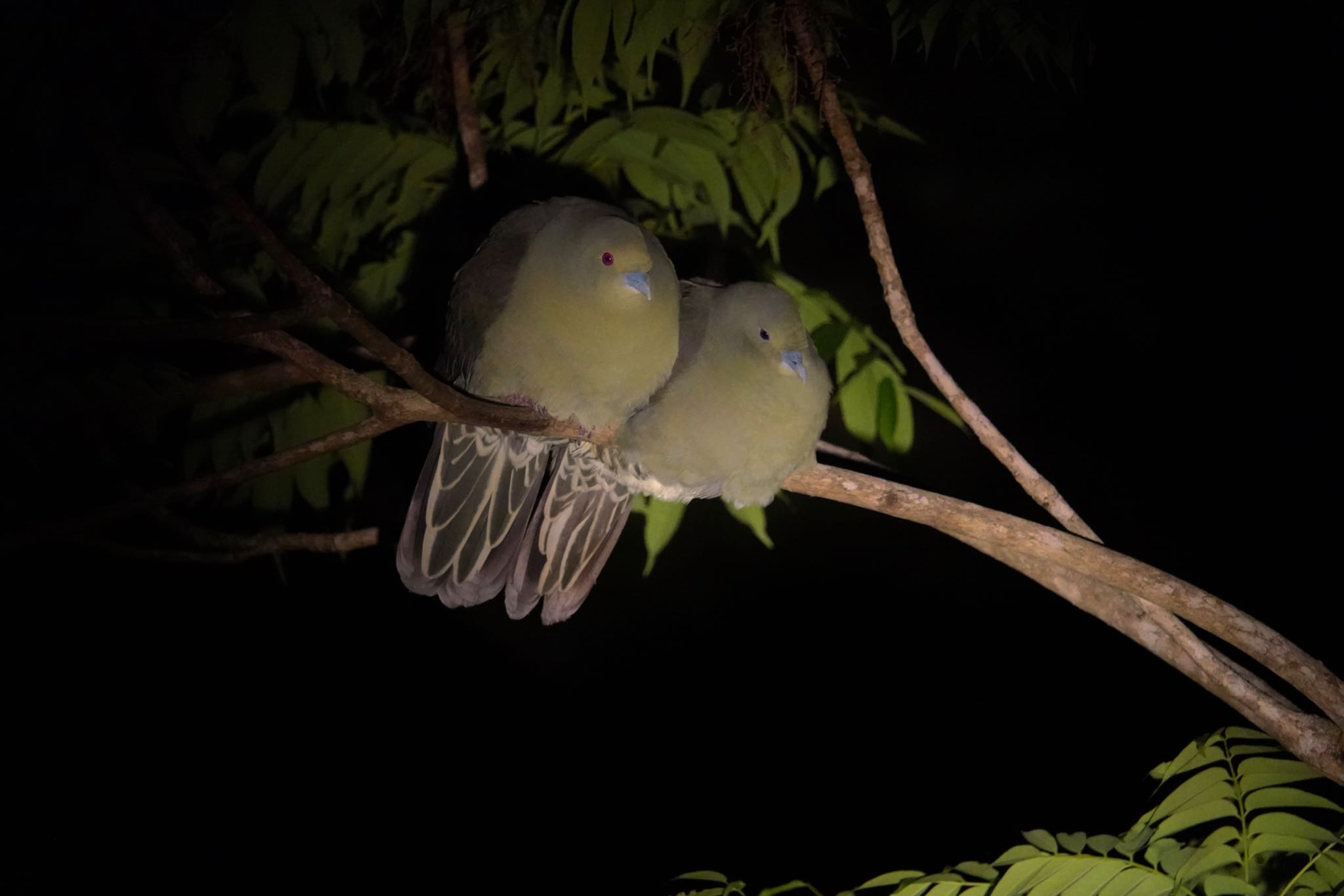 Photo of Ryukyu Green Pigeon at Amami Island(General) by のどか