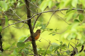 Brown-headed Thrush 石川県 Wed, 4/27/2022