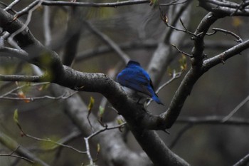 オオルリ 軽井沢野鳥の森 2022年4月29日(金)