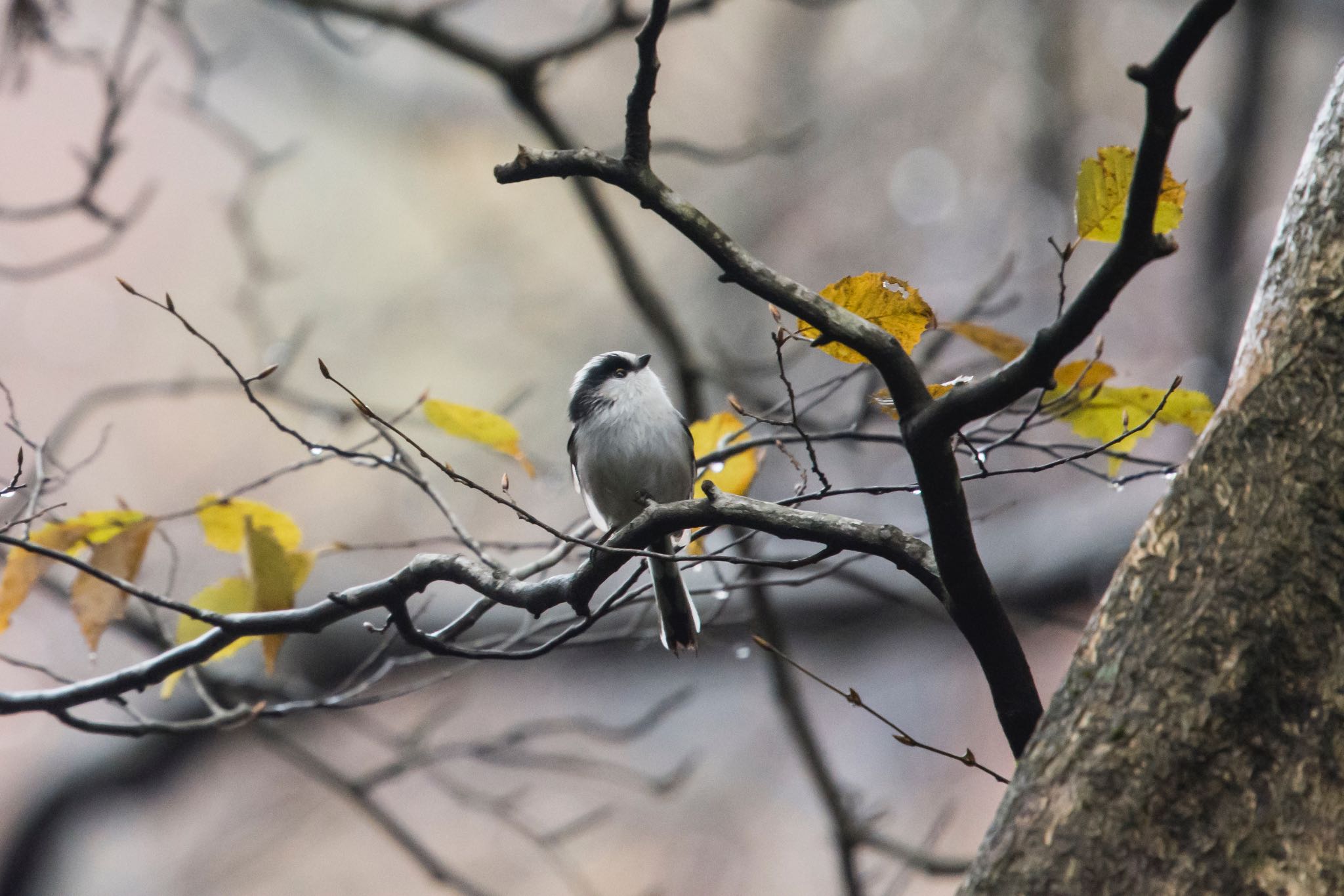 Photo of Long-tailed Tit at 