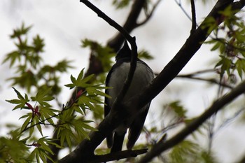 オオルリ 軽井沢野鳥の森 2022年4月29日(金)