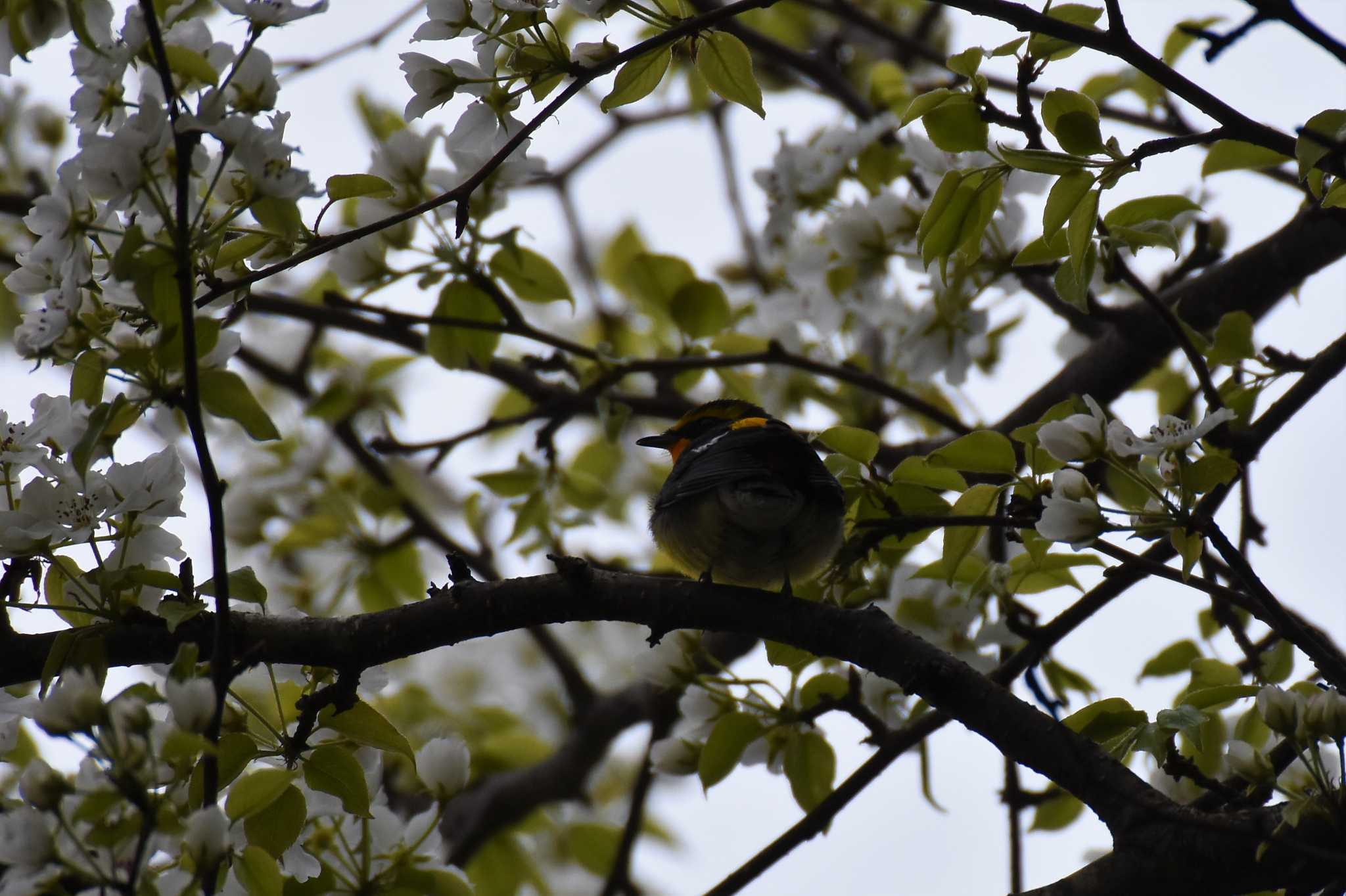 軽井沢野鳥の森 キビタキの写真 by ao1000