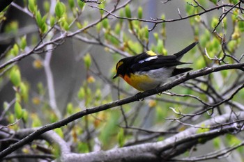 キビタキ 軽井沢野鳥の森 2022年4月29日(金)