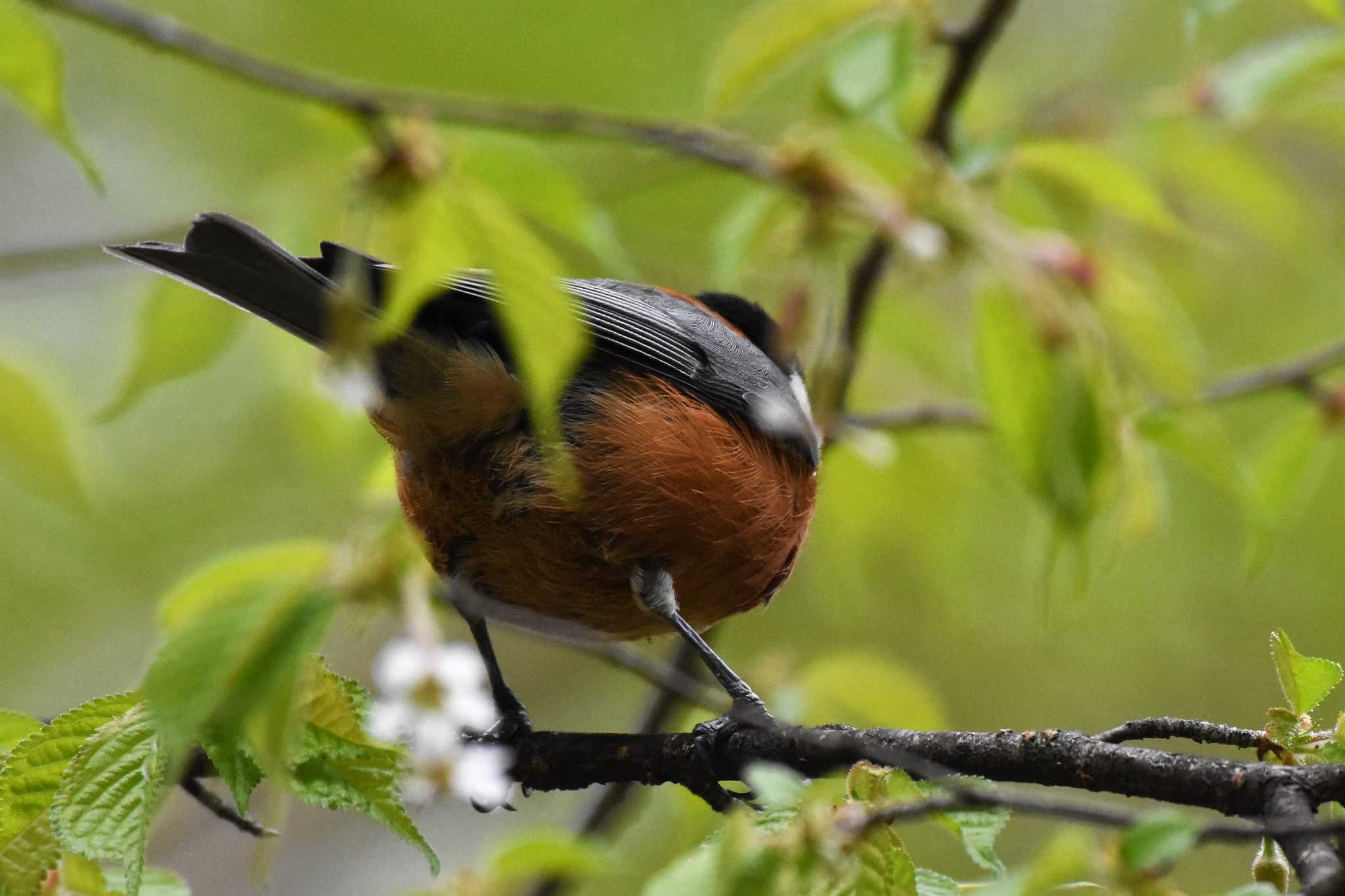 軽井沢野鳥の森 ヤマガラの写真 by ao1000