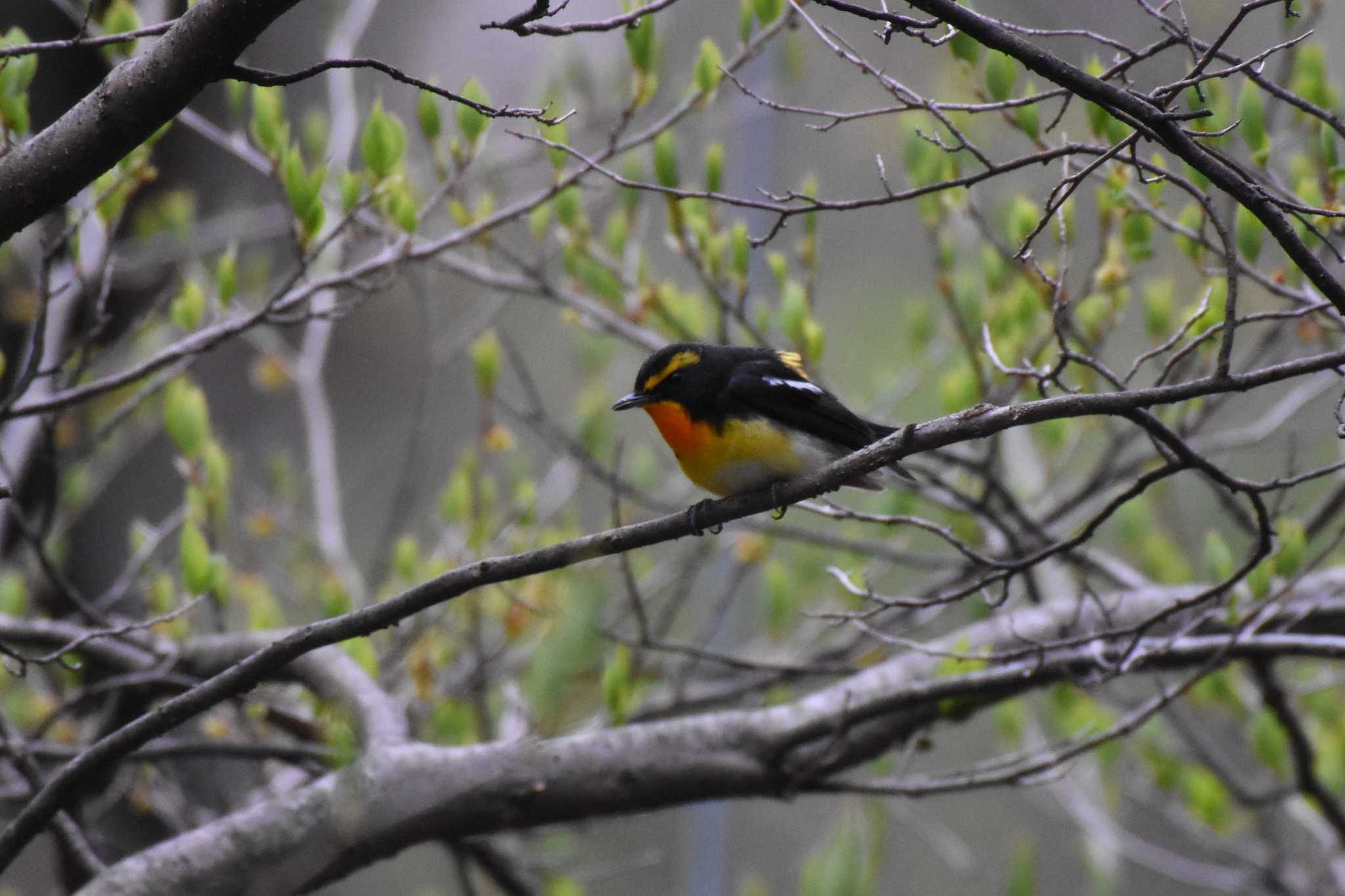 軽井沢野鳥の森 キビタキの写真 by ao1000