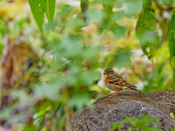 2017年11月26日(日) 新宿御苑の野鳥観察記録