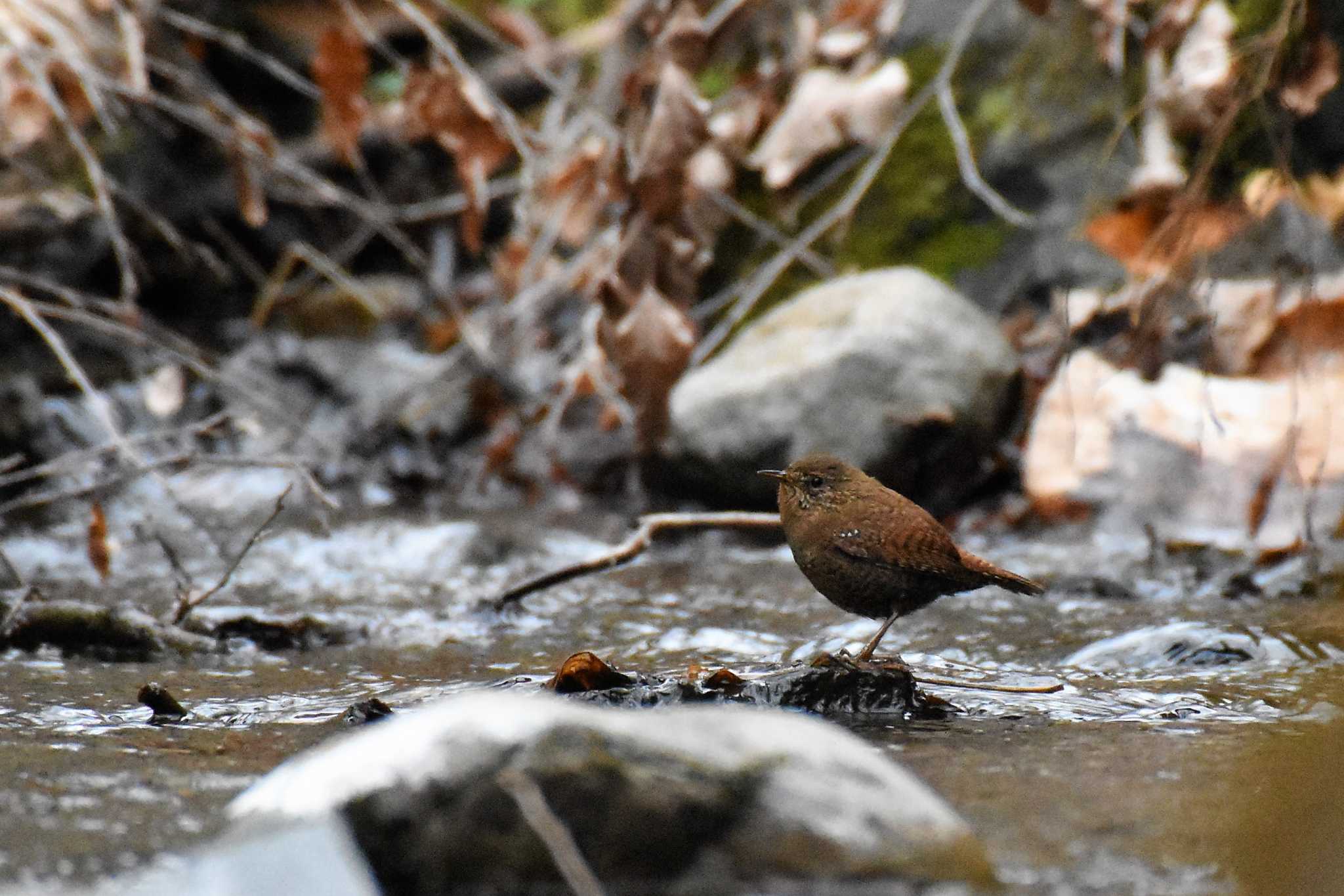 軽井沢野鳥の森 ミソサザイの写真 by ao1000