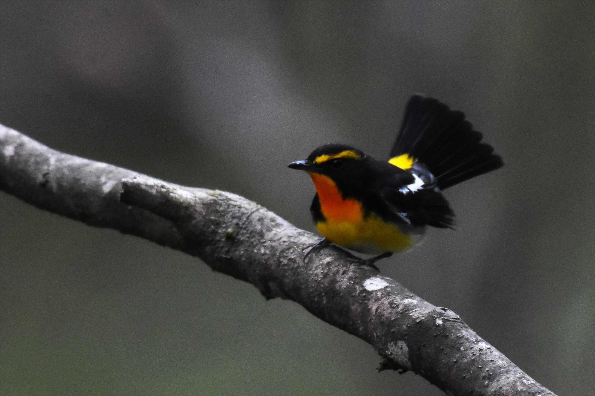 軽井沢野鳥の森 キビタキの写真 by ao1000