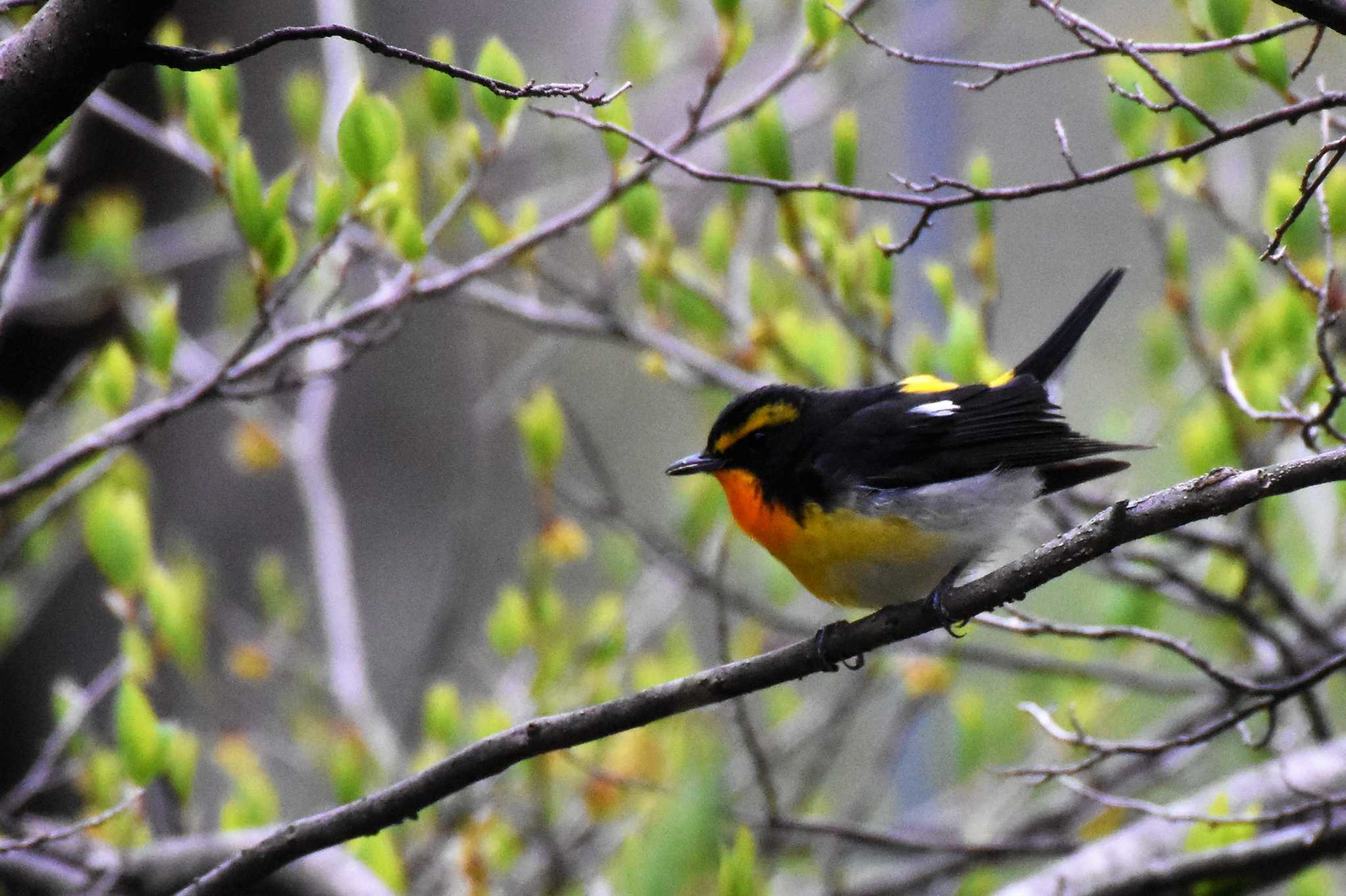 軽井沢野鳥の森 キビタキの写真 by ao1000