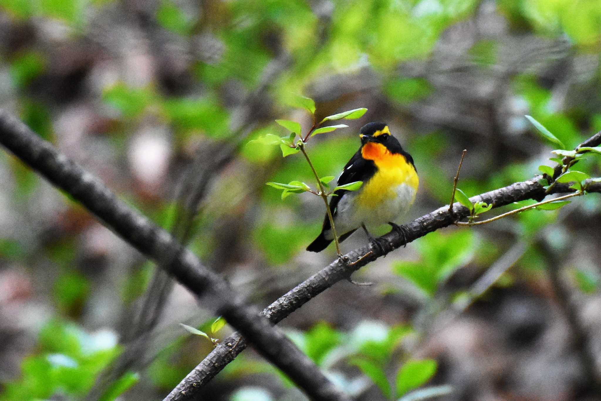 軽井沢野鳥の森 キビタキの写真 by ao1000