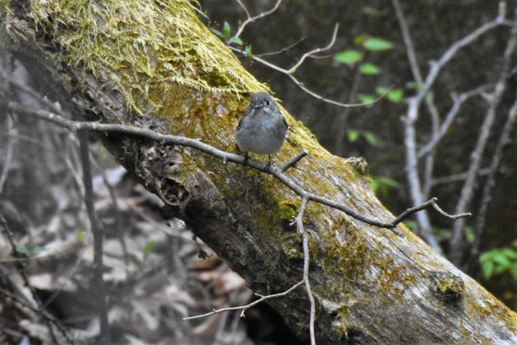 軽井沢野鳥の森 コサメビタキの写真 by ao1000