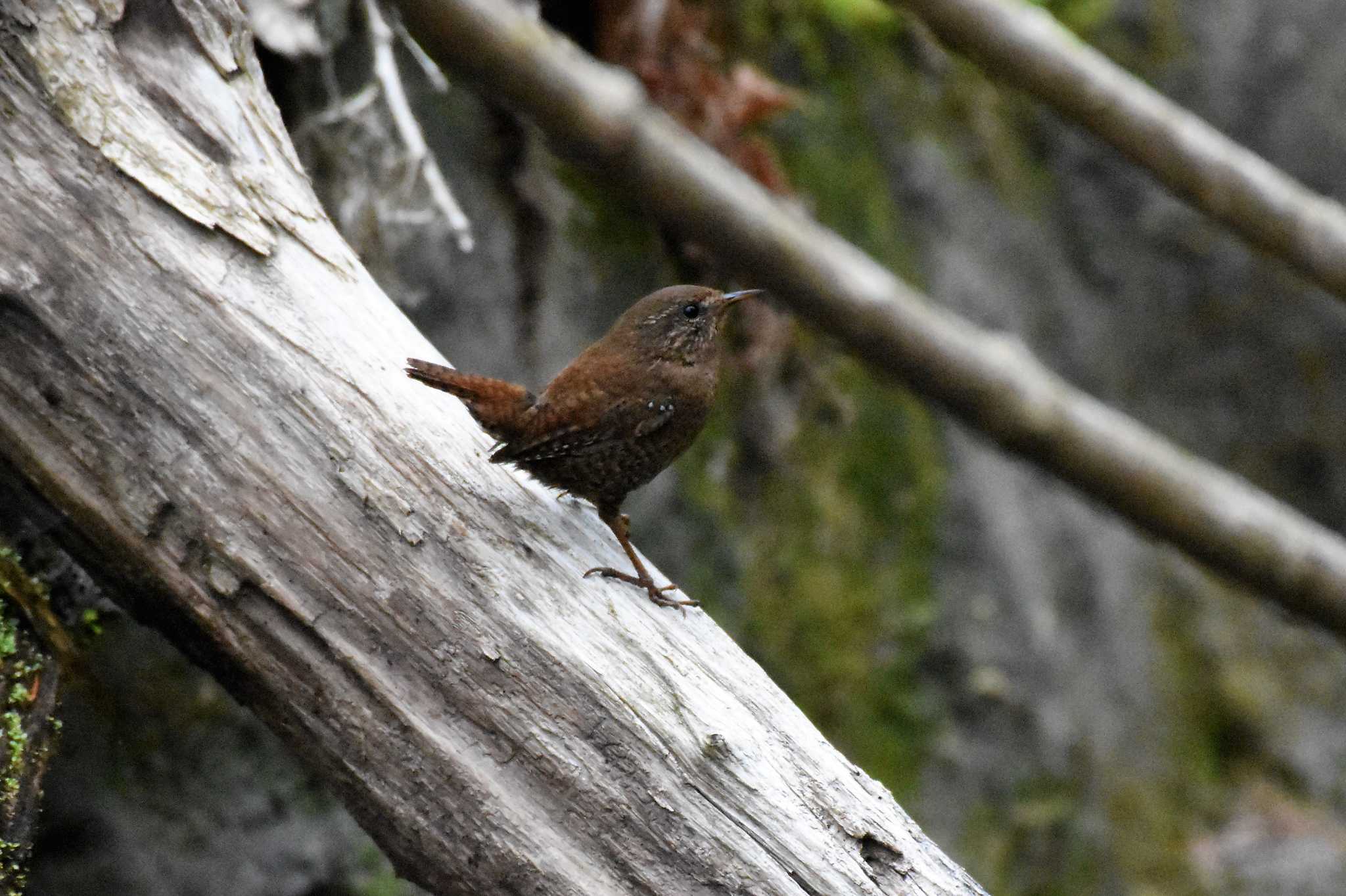 軽井沢野鳥の森 ミソサザイの写真 by ao1000