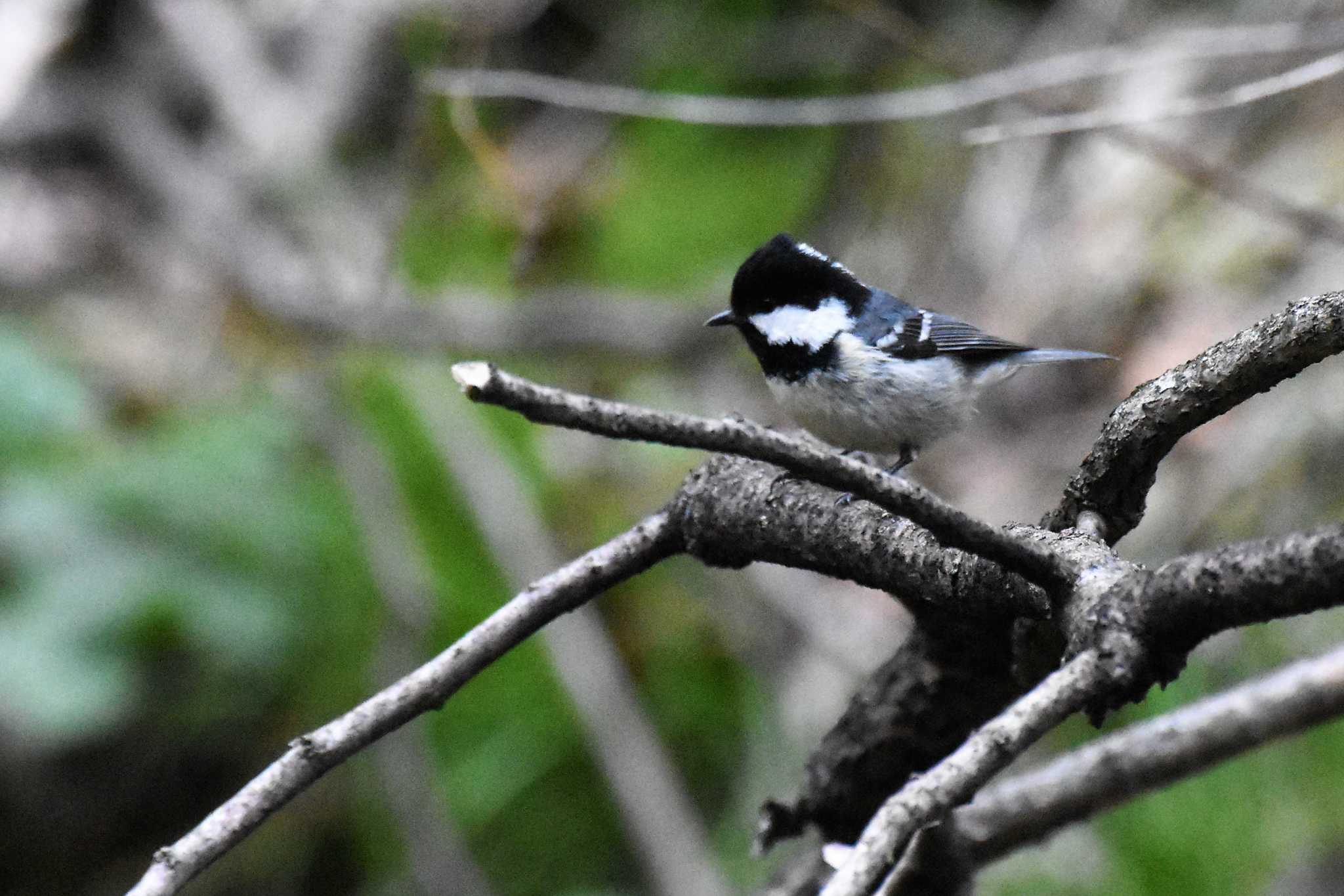 軽井沢野鳥の森 ヒガラの写真 by ao1000