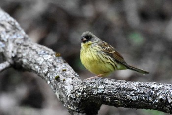 2022年4月29日(金) 軽井沢野鳥の森の野鳥観察記録