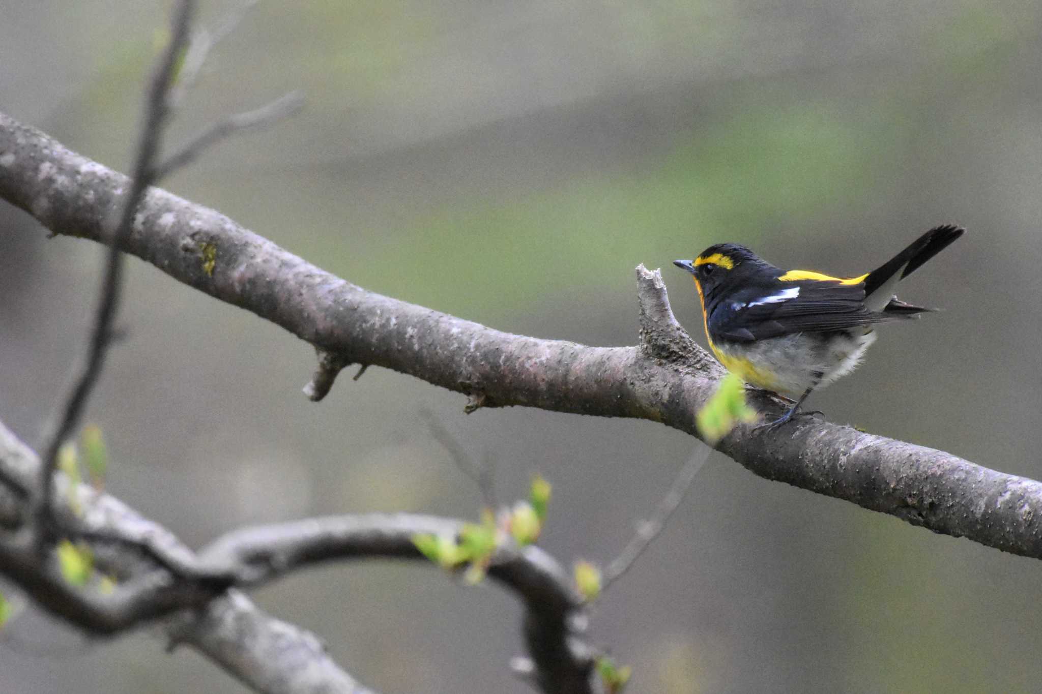 軽井沢野鳥の森 キビタキの写真 by ao1000