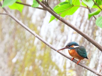 カワセミ 川 2022年4月28日(木)