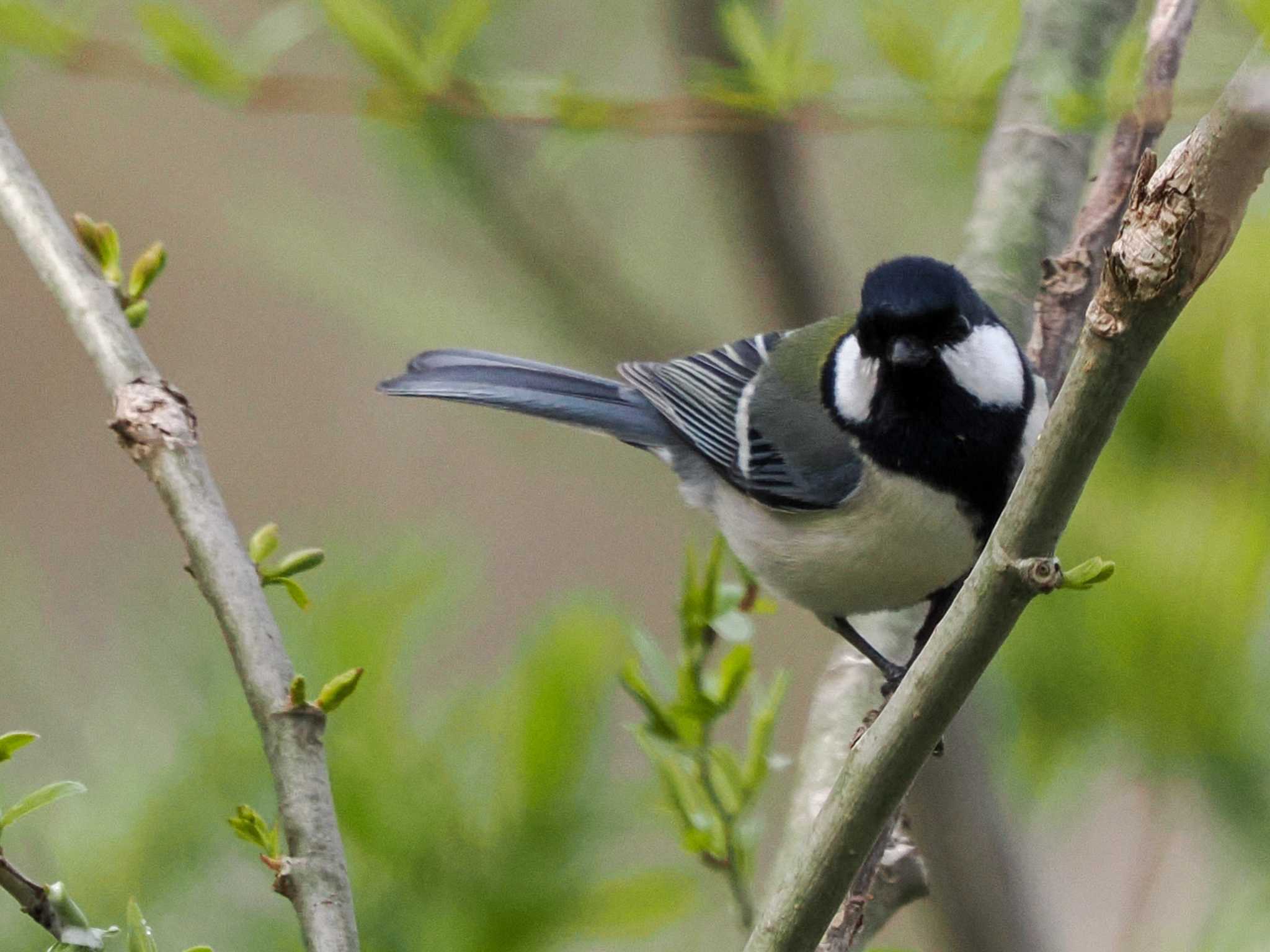 シジュウカラ