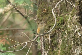 2017年11月26日(日) 滋賀県野鳥の森（芹川ダム）の野鳥観察記録