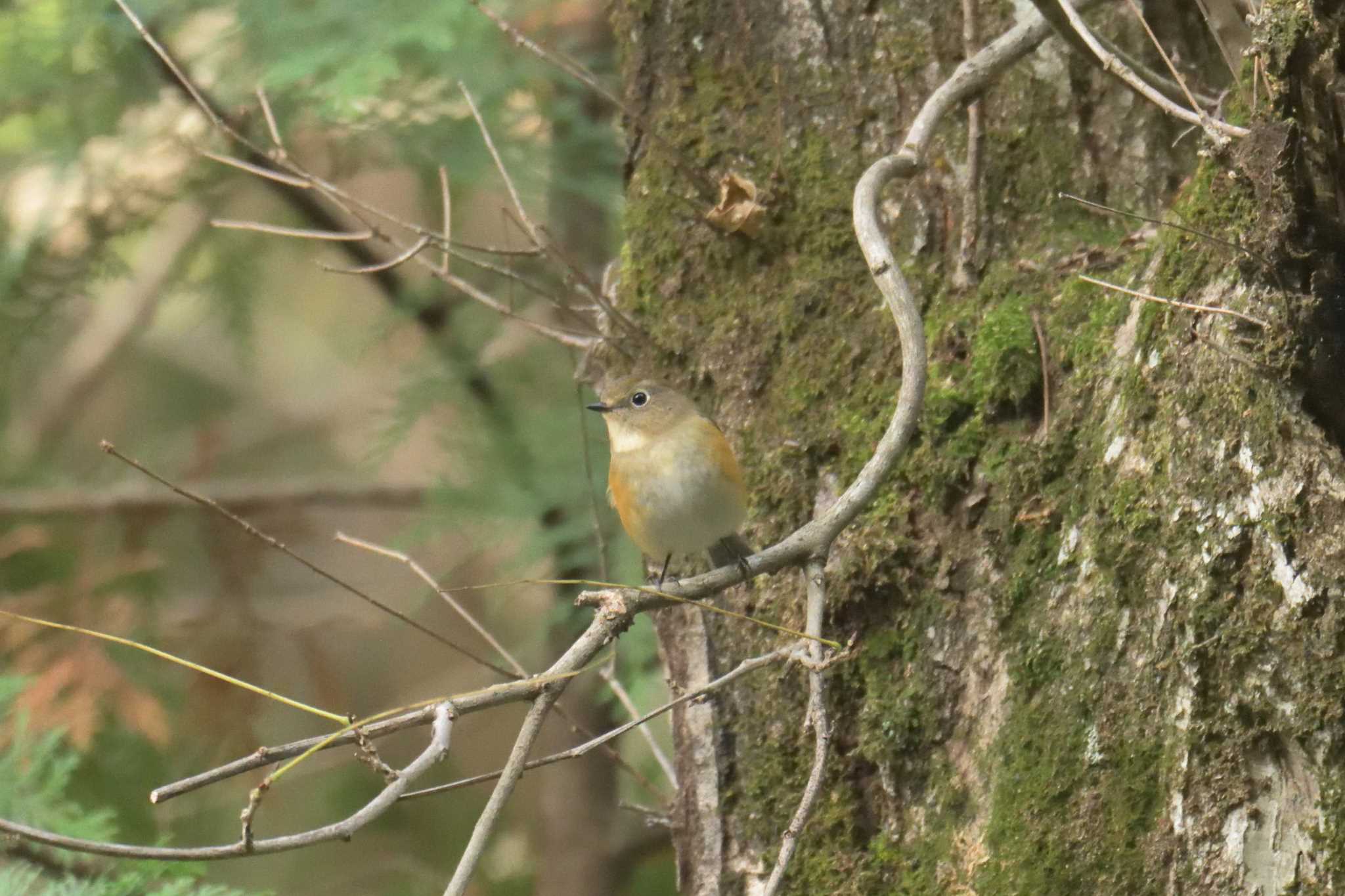 Photo of Red-flanked Bluetail at 滋賀県野鳥の森（芹川ダム）