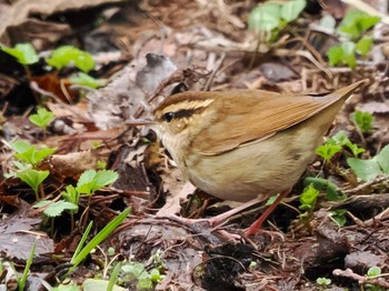 2022年4月29日(金) 宮城沢林道(札幌市西区)の野鳥観察記録