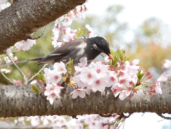 Sat, 4/2/2022 Birding report at 衣笠山公園