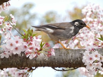 ムクドリ 衣笠山公園 2022年4月2日(土)