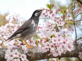 ムクドリ 衣笠山公園 2022年4月2日(土)