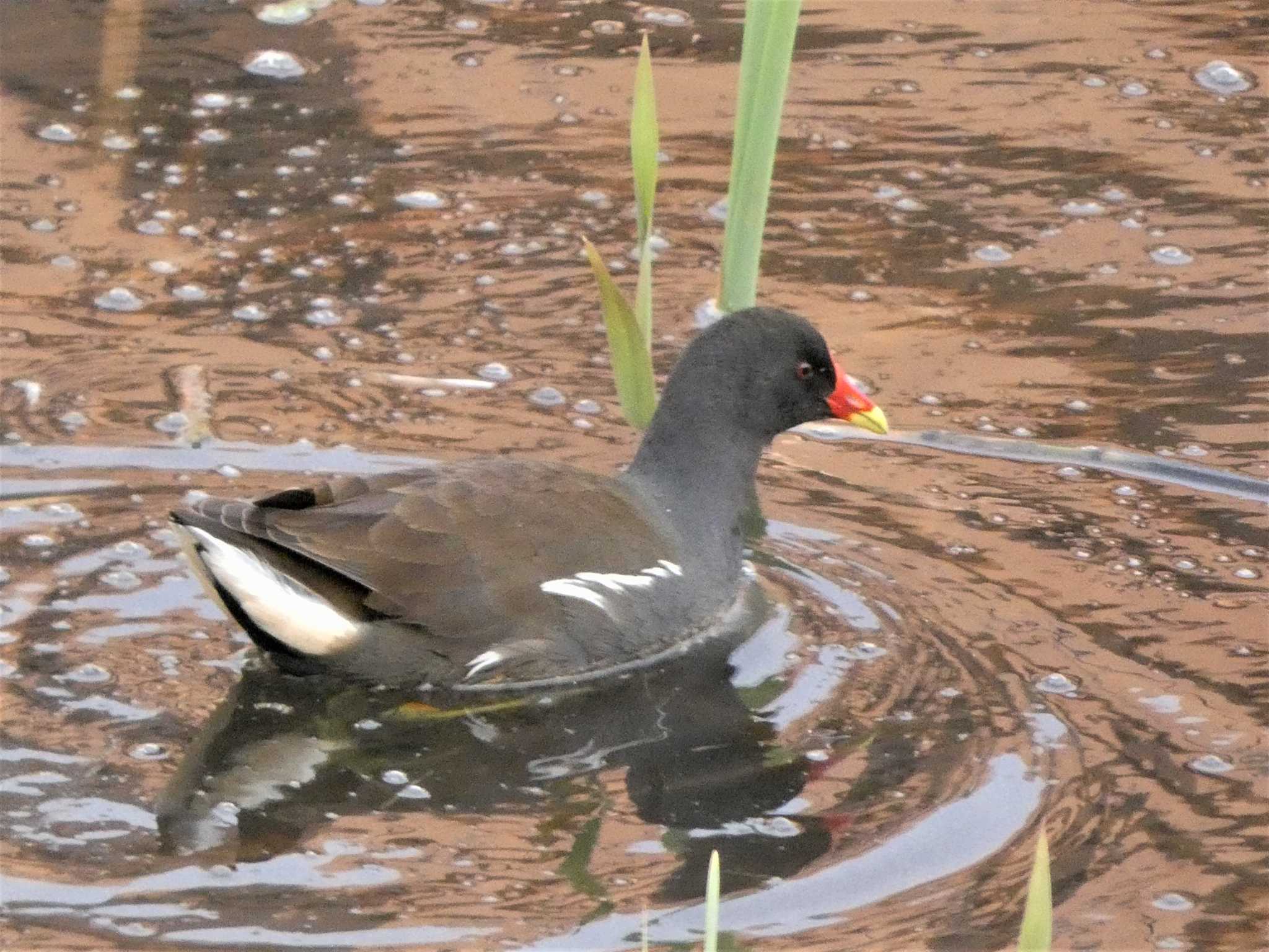 Photo of Common Moorhen at 金井遊水地(金井遊水池) by koshi