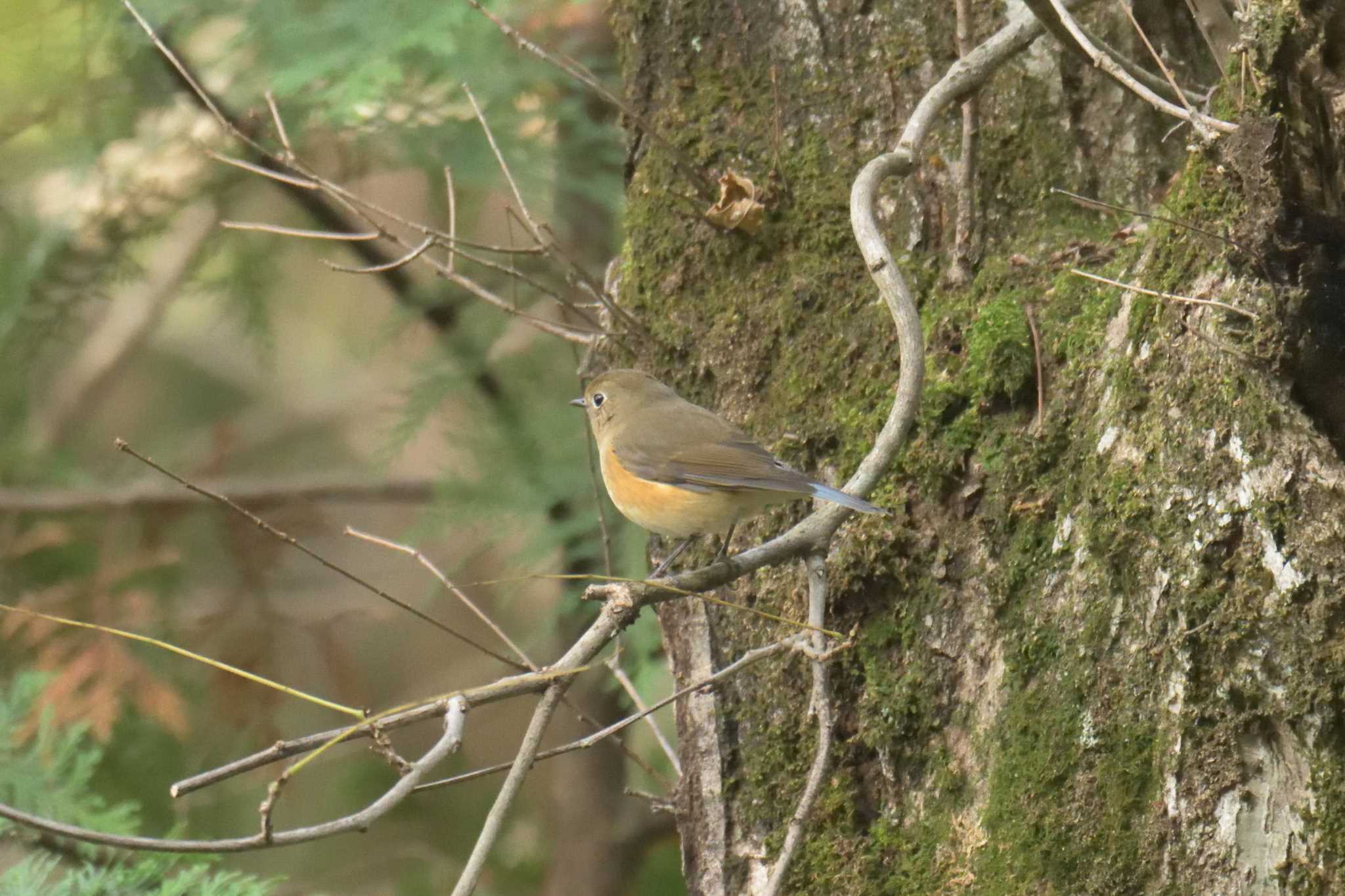 Photo of Red-flanked Bluetail at 滋賀県野鳥の森（芹川ダム）