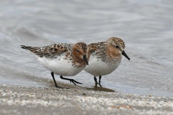 Red-necked Stint 千里浜(石川県羽咋市) Fri, 4/29/2022