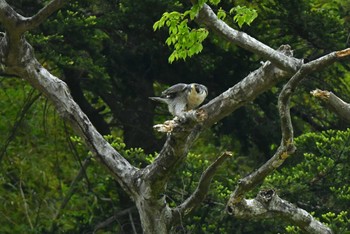 ハヤブサ 青葉山公園 2022年4月29日(金)