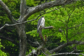 ハヤブサ 青葉山公園 2022年4月29日(金)