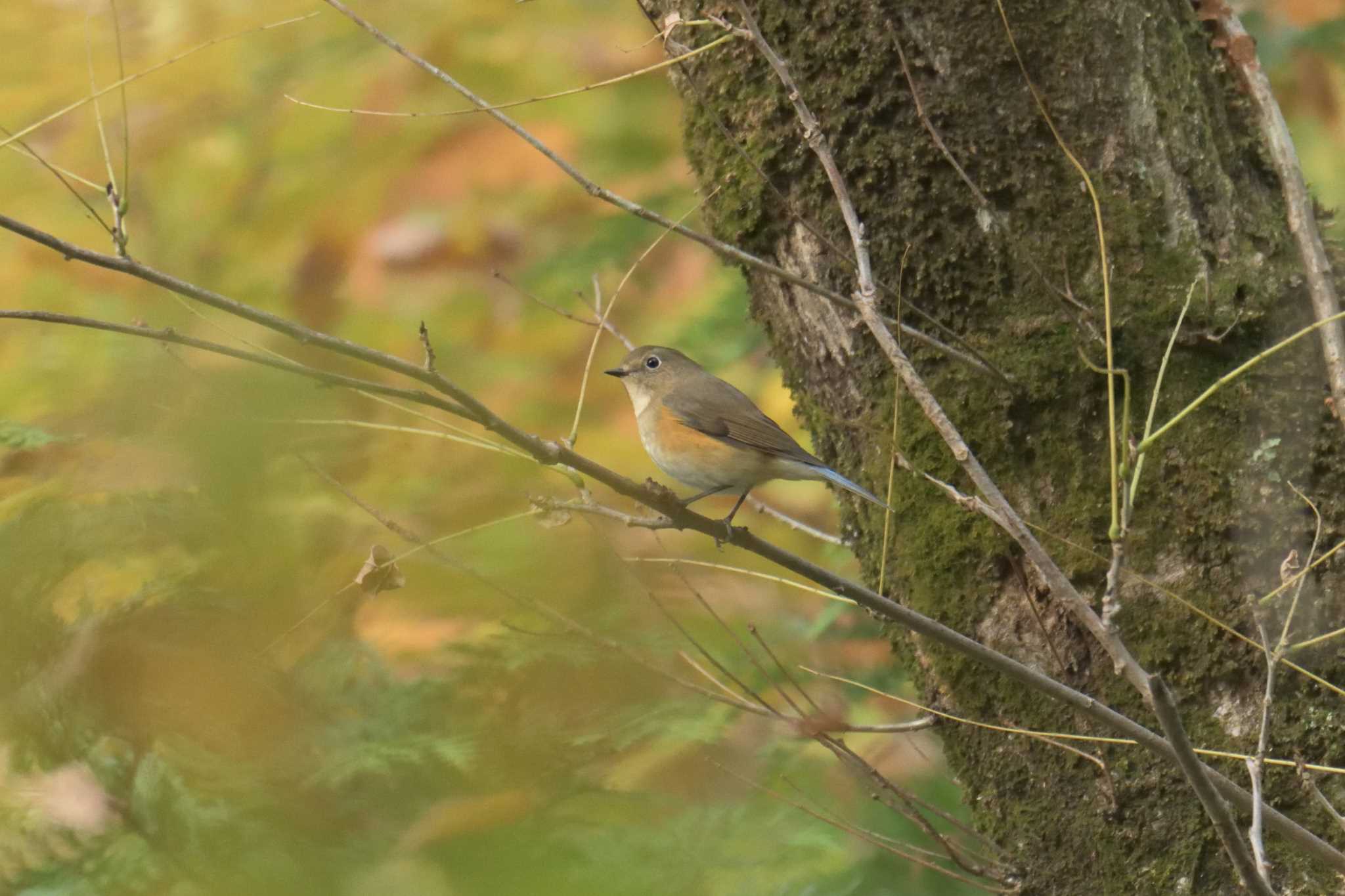 Photo of Red-flanked Bluetail at 滋賀県野鳥の森（芹川ダム）