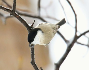 ハシブトガラ 札幌 2017年11月26日(日)