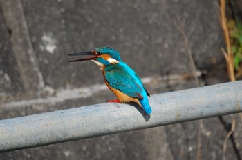 カワセミ 奈良川 2021年3月29日(月)