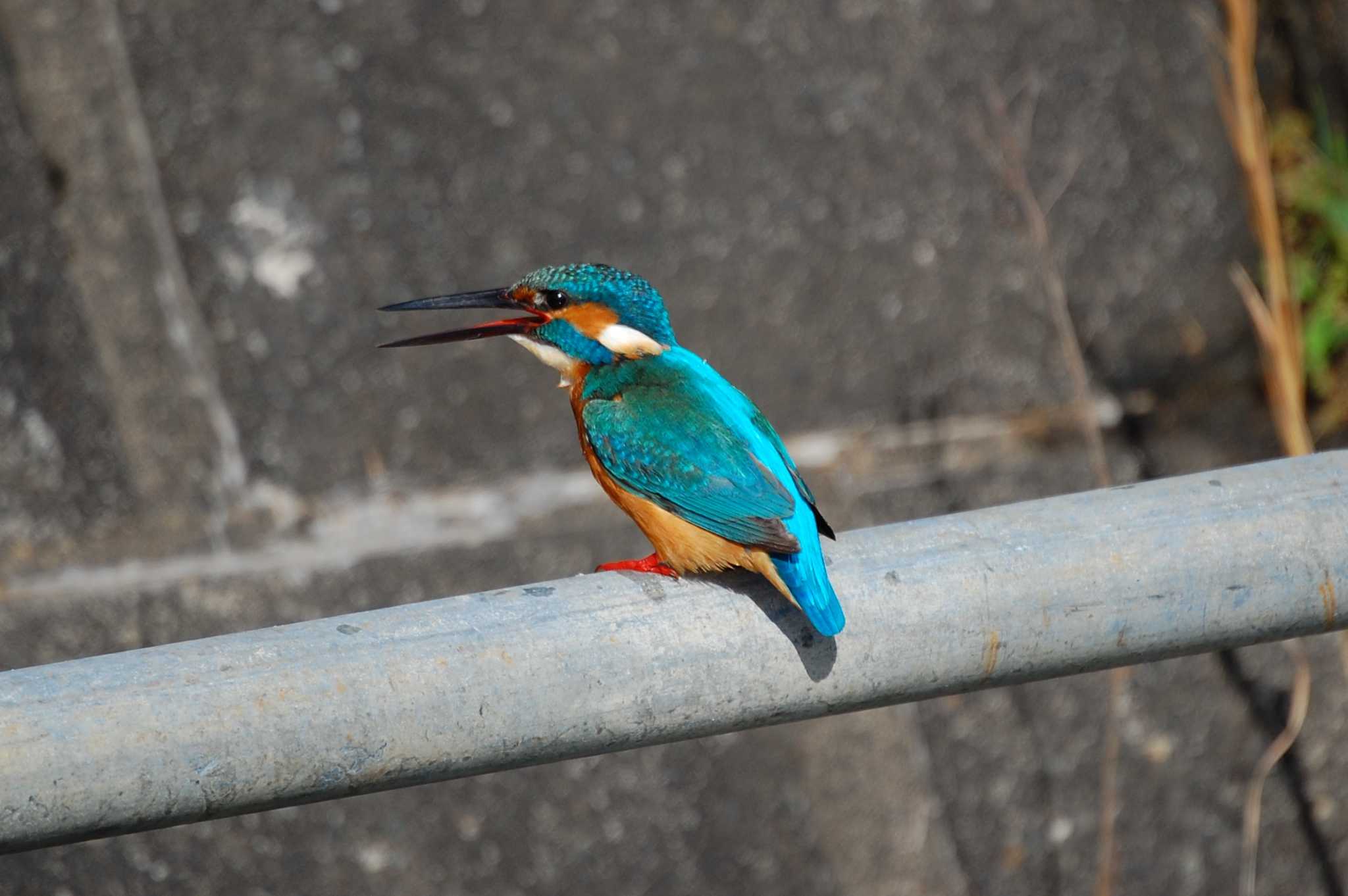 Photo of Common Kingfisher at 奈良川 by 日野いすゞ