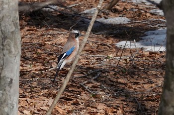 Thu, 4/21/2022 Birding report at 青森県