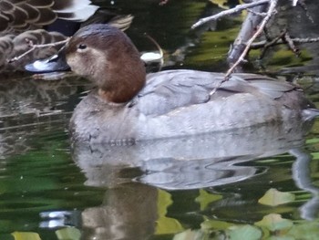 Common Pochard Shinjuku Gyoen National Garden Sun, 11/26/2017