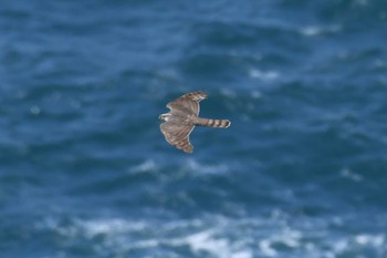 2022年4月29日(金) 龍飛岬の野鳥観察記録