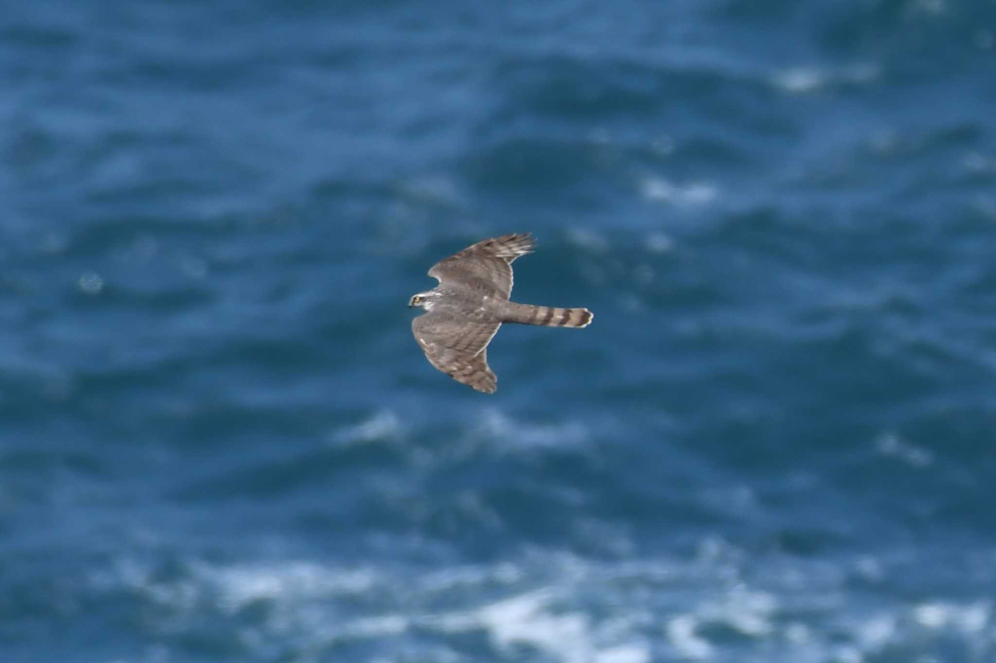 Grey-faced Buzzard