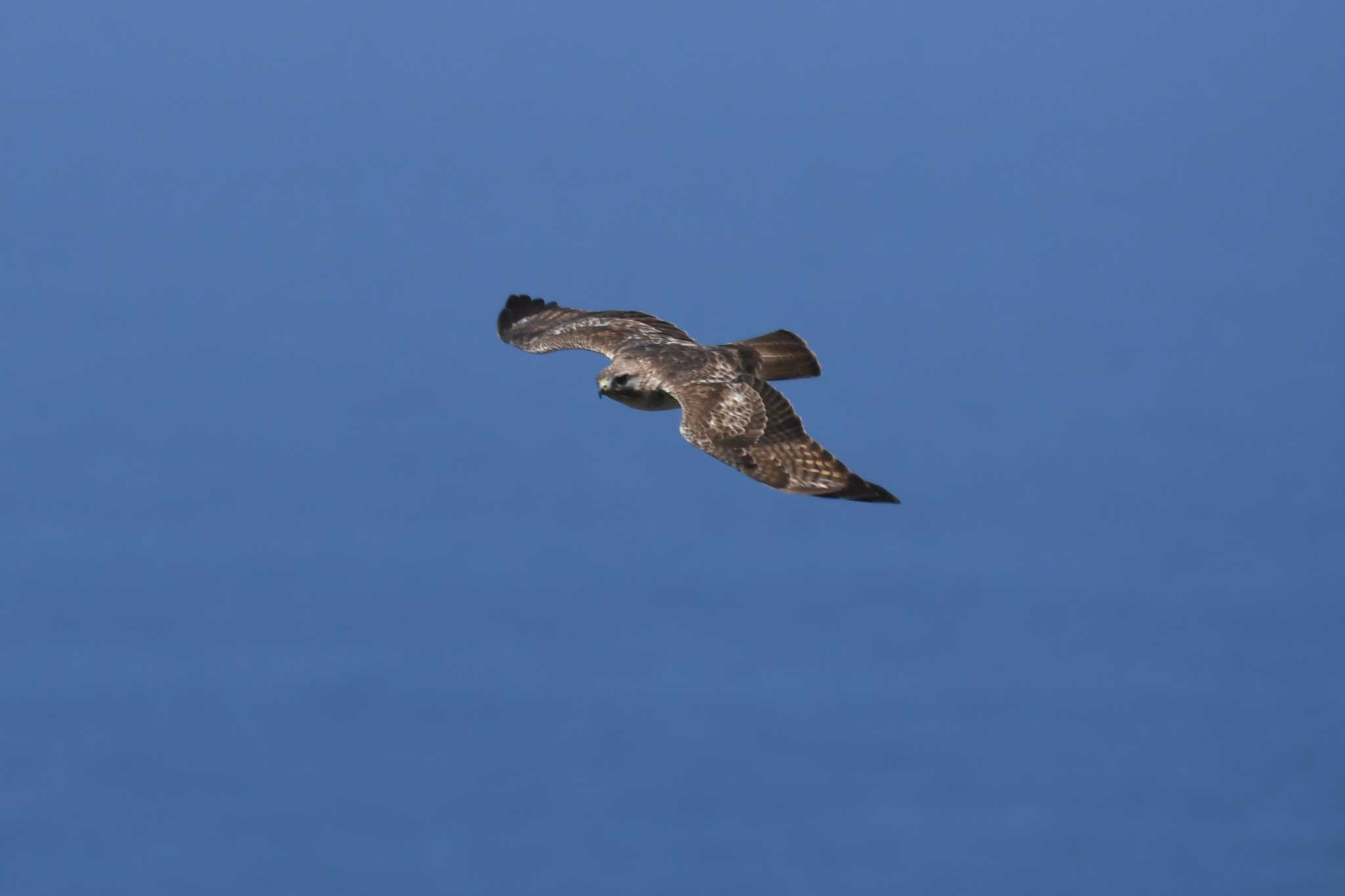 Photo of Eastern Buzzard at 龍飛岬 by でみこ