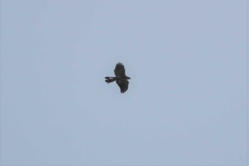 Eurasian Goshawk 龍飛岬 Fri, 4/29/2022