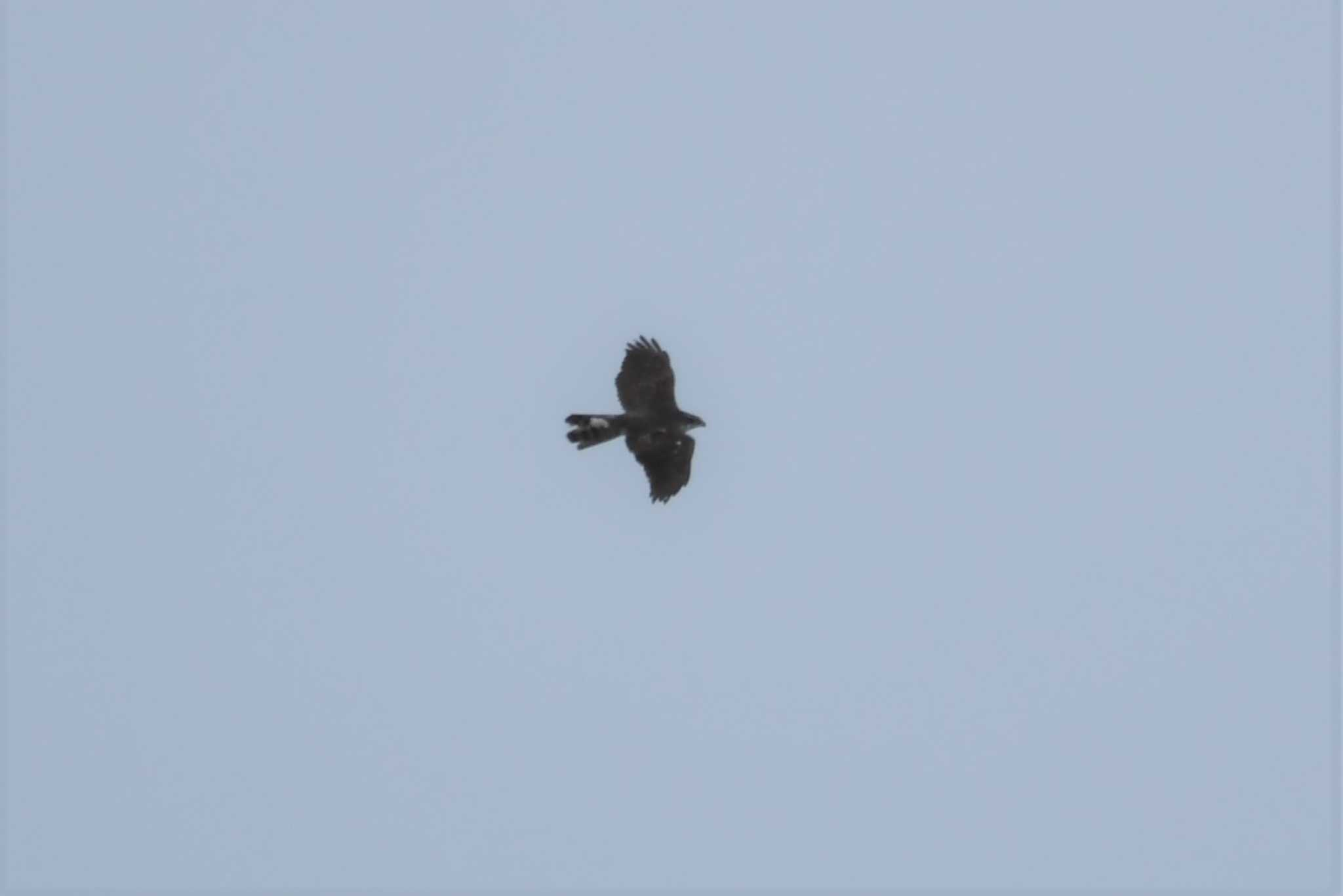 Eurasian Goshawk