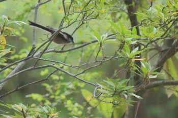 Long-tailed Tit 千里南公園 Sat, 4/30/2022