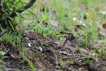 エナガ 千里南公園 2022年4月30日(土)