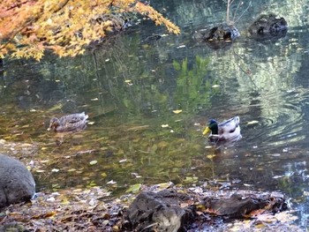 Mallard Shinjuku Gyoen National Garden Sun, 11/26/2017